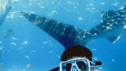 Enjoy your time under the sea