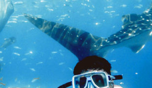 Enjoy your time under the sea